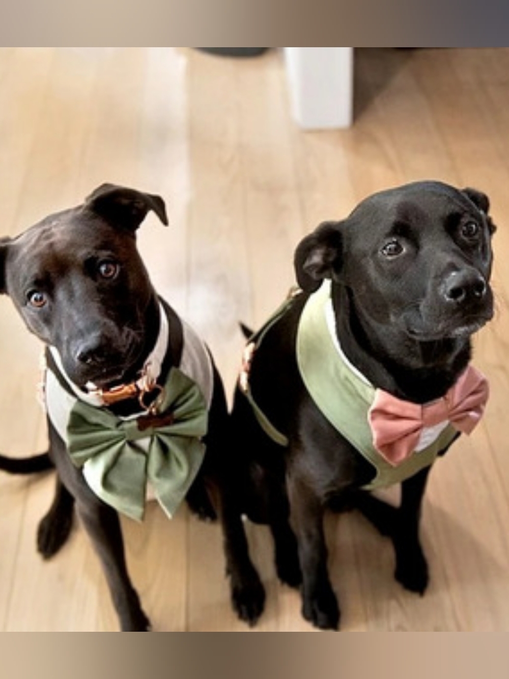 Dog Wedding Harnesses